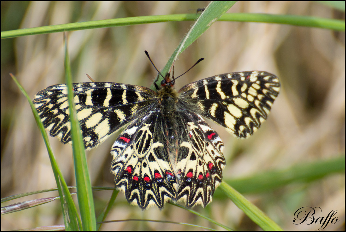 Zerynthia hypsipyle?